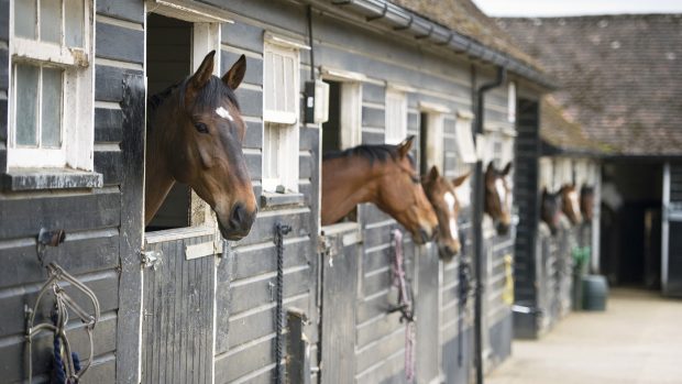 Things we do for our horses
