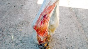 horse leg wound that needs treating