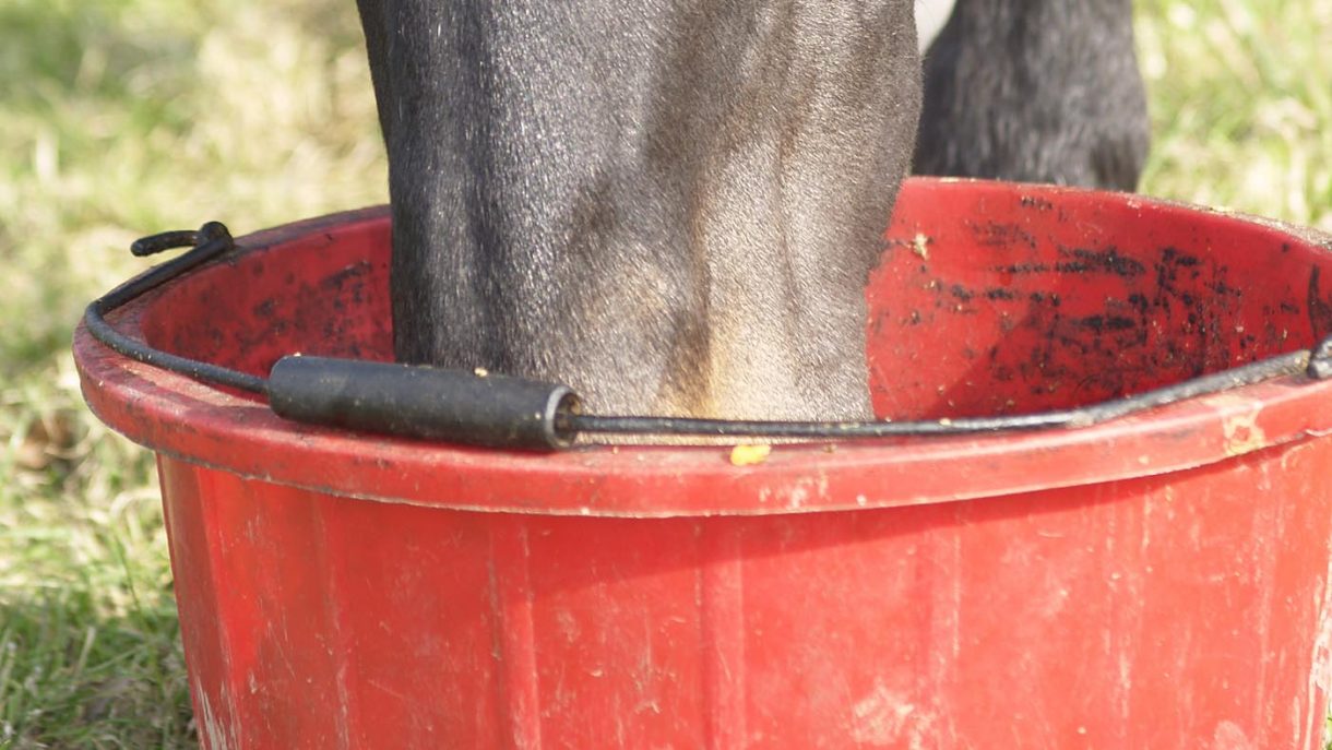 How to choose the right feed balancer for your horse Horse & Hound