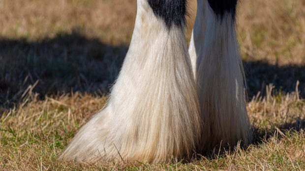 Close up of Shire horse leg and feather, which is where mites are usually found on horses