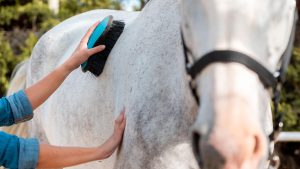 Woman brushing horse with grooming brush