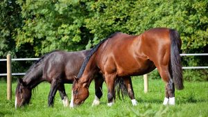 H0WA11 Horse and pony grazing in a field summer UK