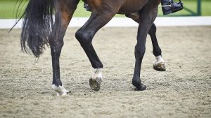 Tier 4 rule for horse riders and owners in England