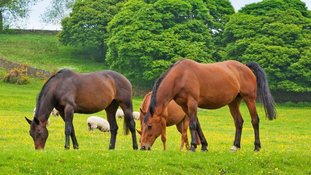 The welfare charity has received a rising number of calls from horse owners concerned about the cost of living increase
