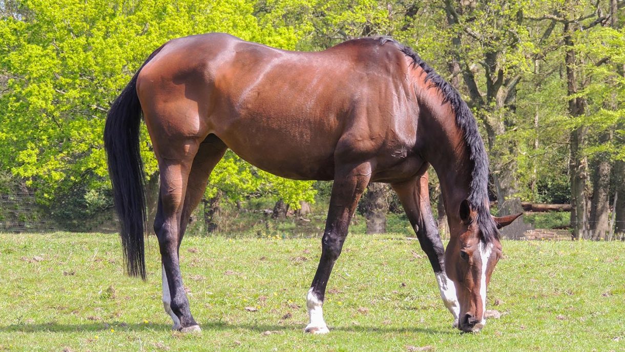 Horse feeds for weight gain and improving condition Horse & Hound