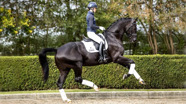 Young dressage stallion Kjento ridden by Lottie Fry