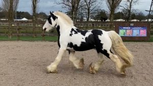 rescue pony