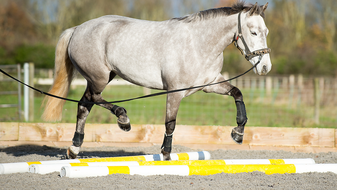 Coping with arthritic horses during lockdown restrictions *H&H Plus