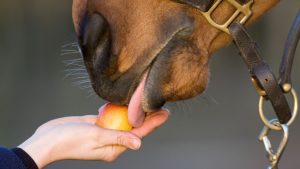 Nottinghamshire Police warning feeding horses