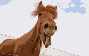 Brilliant horse puns for everyone to enjoy, even this horse!