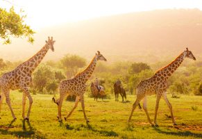 African Horse Safaris