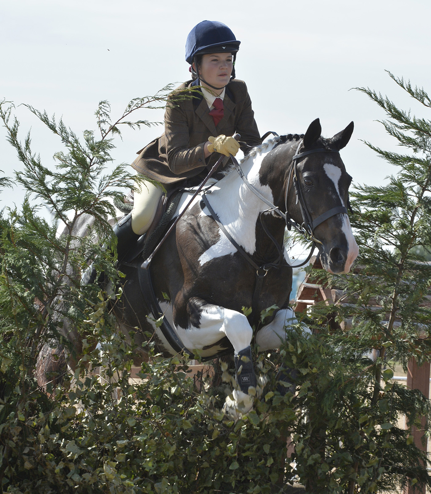 BSPS Summer Champs. Saturday 26.08.17 Classic Security Ring "Leavesley Group" Desert Orchid Blue Riband WHP of The Year Cl. 3 153cm Winner No. 427 Zara Weir and Otto