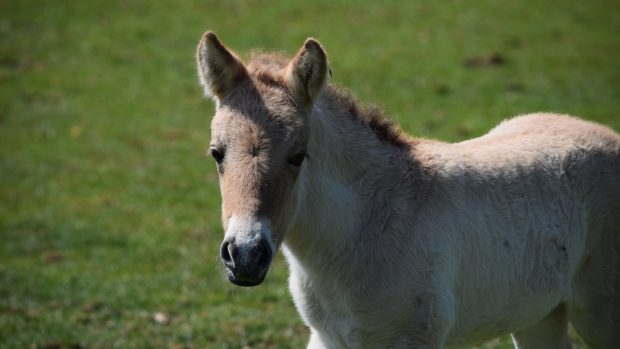 A Przewalski's horse foal has been born at Marwell Zoo