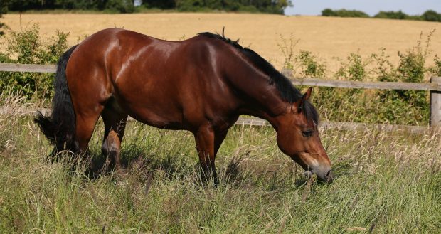 Spillers-Laminitics-Hero