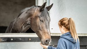 groom feeding horse feed talking to horse