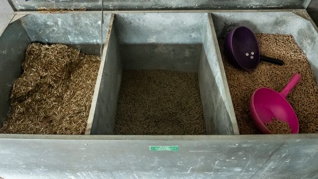 zilpaterol horse feed contamination