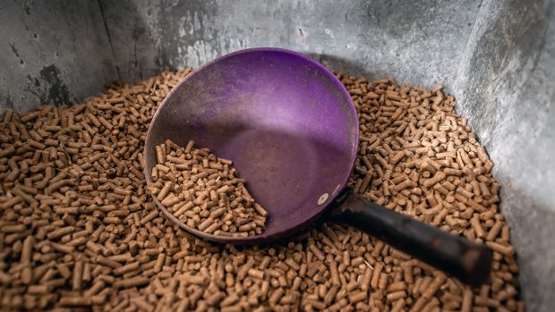 feeding a horse for weight gain horse feed contamination zilpaterol