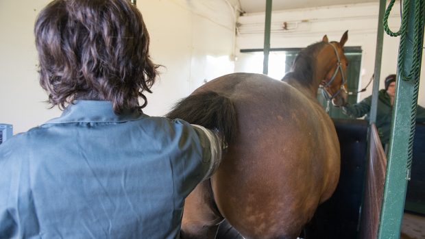 Research has shown the loss of many early pregnancies is due to a chromosomal defect