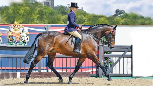Royal Windsor Horse Show showing judges. Times Square riding horse