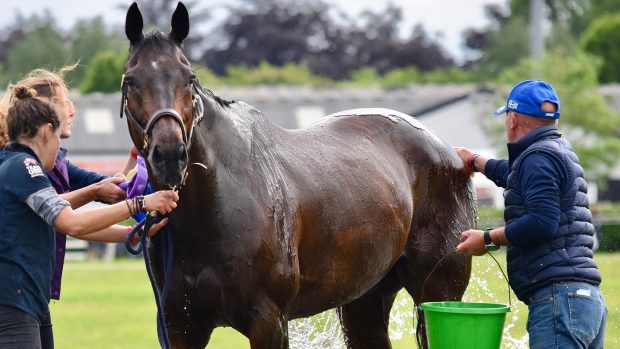 Applying cold water to cool down a hot horse can help to avoid and treat heatstoke in horses