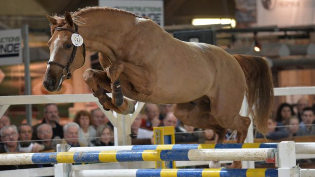 A horse loose jumping.