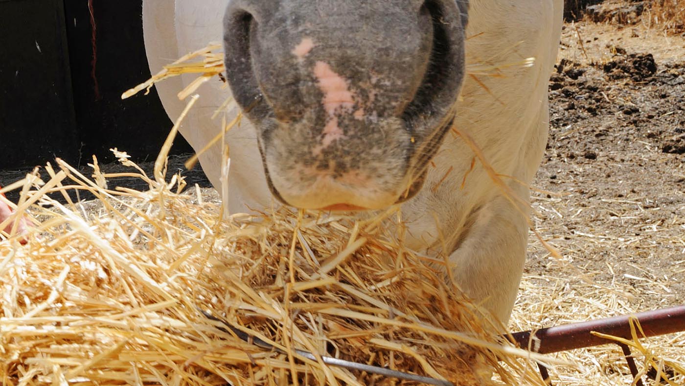 New research confirms straw could be valuable weapon in fight against equine obesity Horse & Hound