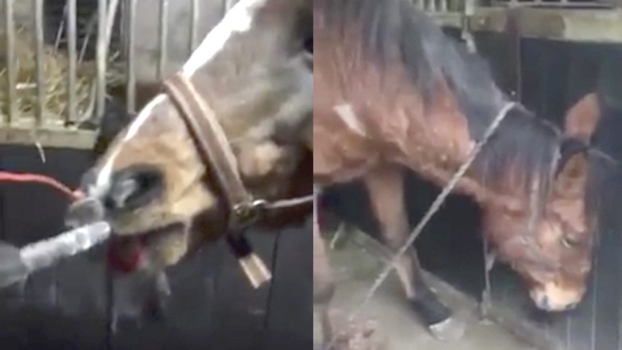 Authorities investigate disturbing videos and pictures of wounded horse