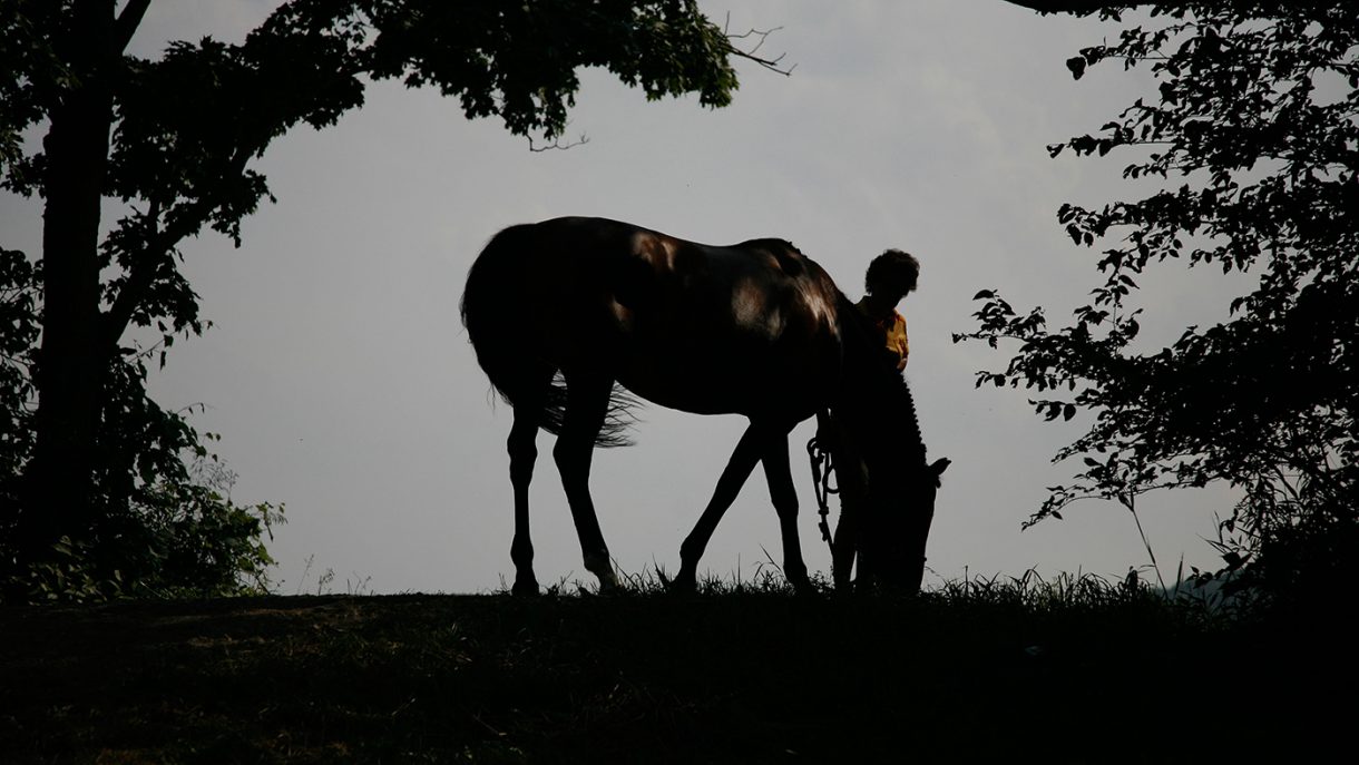 Do horses grieve when one dies? Horse & Hound explains