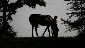 B3CRYM Silhouette of a horse and person. The horse is grazing