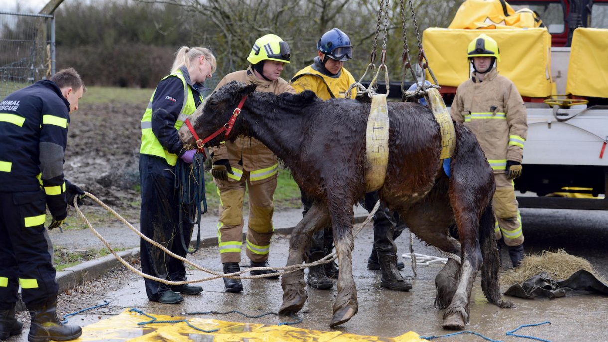 Horse rescue Horse & Hound