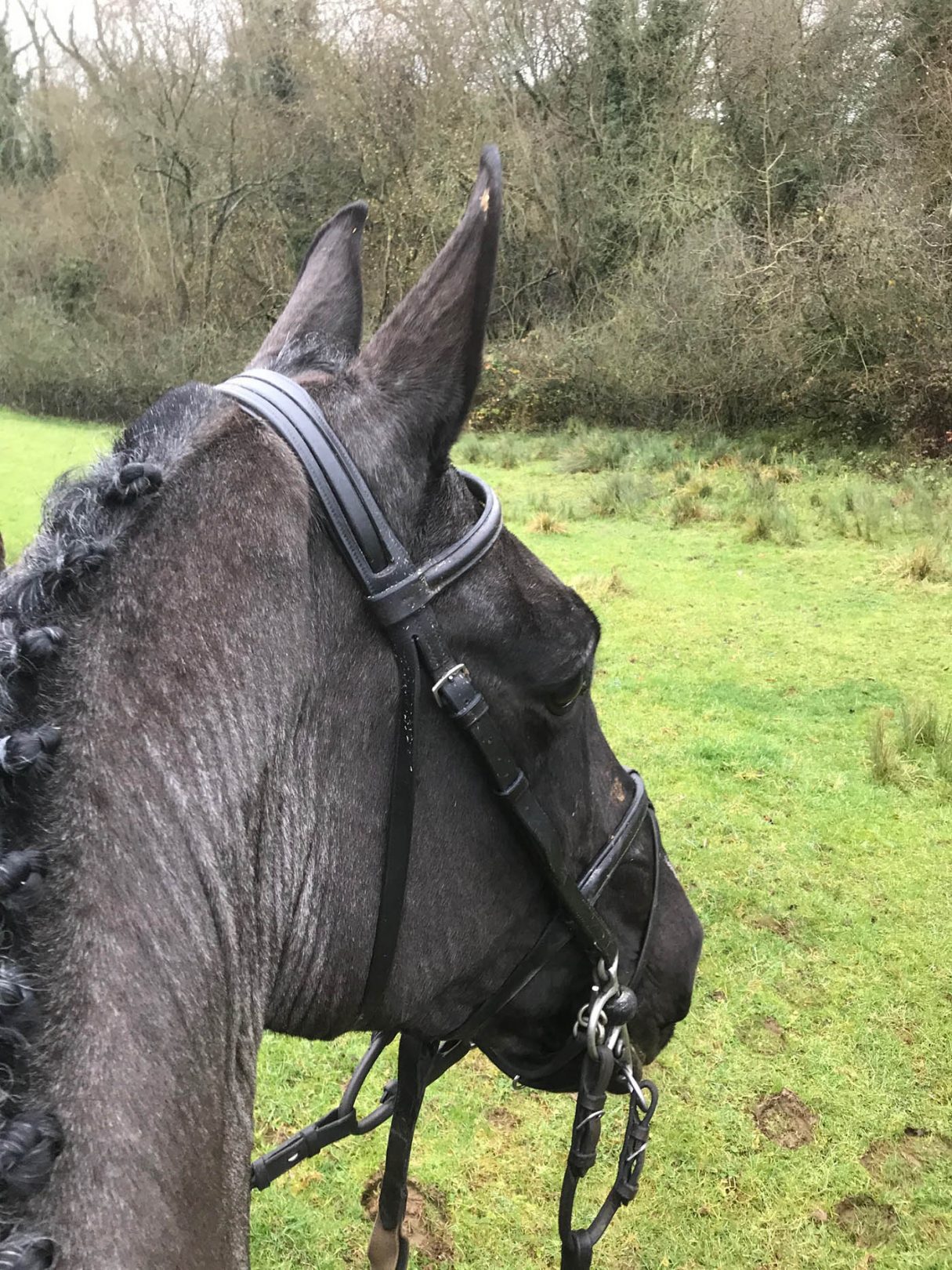 Equine euthanasia what you need to know before a horse is put down