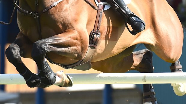 sj jump Showjumping show jumping QUALITY OLD JOKER Holly SMITH