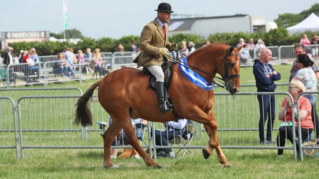 HOYS Cob Championship Reserve Champion 258 HOLBEIN R: Simon Reynolds