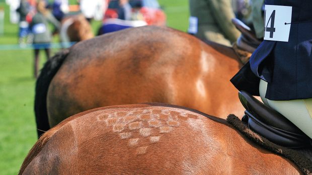 quarter marks on ponies in showing class