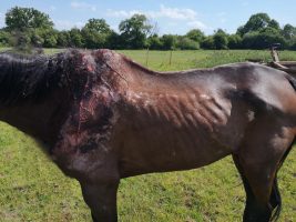 HorseWorld elderly rescue horse put down