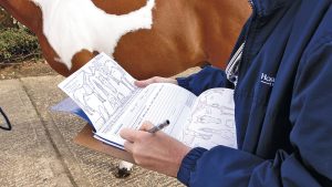 Equine vets pre-purchase exam