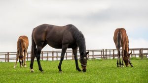 Horse Welfare Board: racing and the equestrian world have been reminded they are ‘in it together’ when it comes to horse welfare