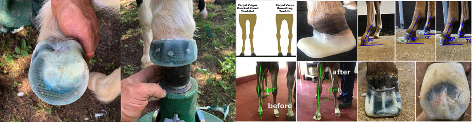 FormaHoof HorseCare