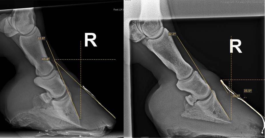 FormaHoof Laminitis