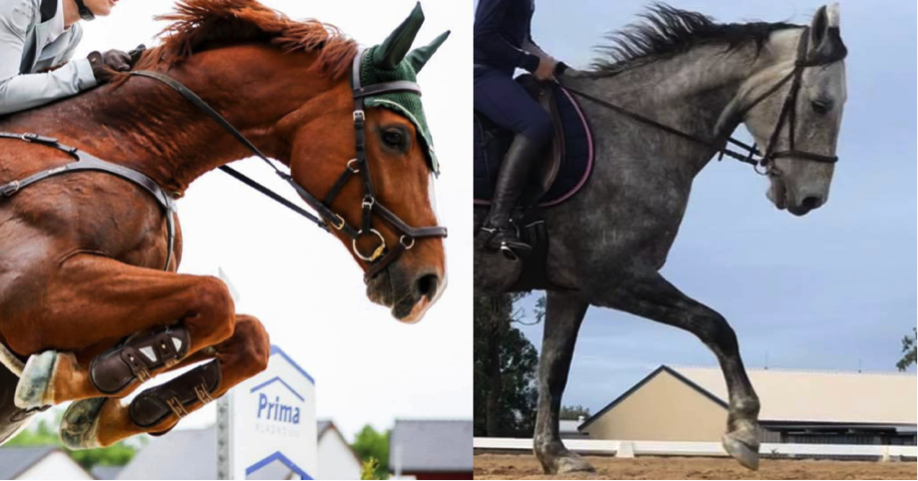 FormaHoof Sport Horses