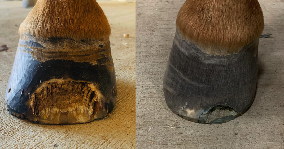FormaHoof white Line disease