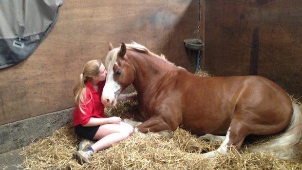 Alfie survived equine grass sickness