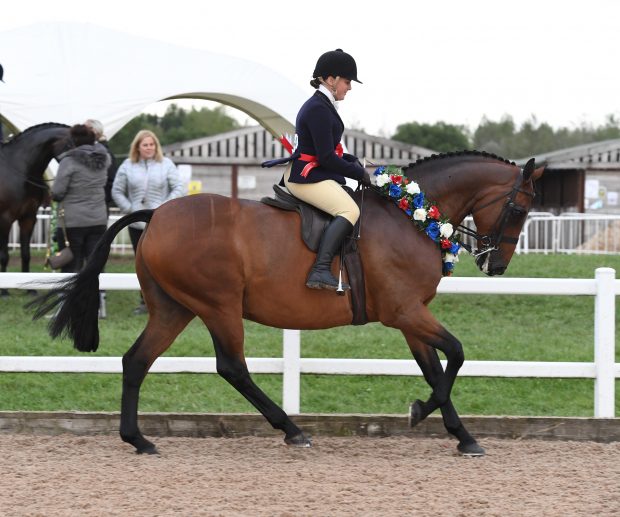 The Politician is crowned overall supreme of show at the 2020 BSPS summer championships
