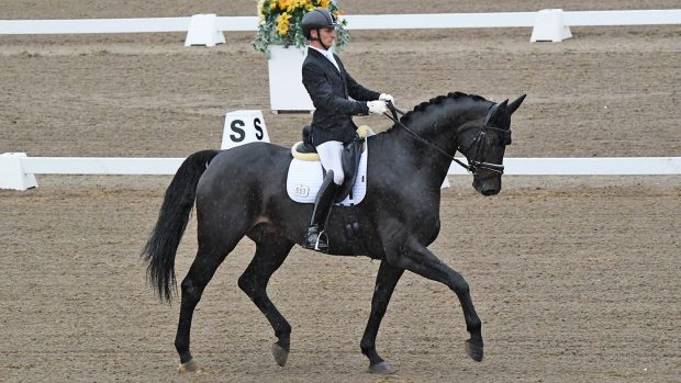 Calum Whitworth rides Hawtins Barolo to the medium gold title at the Winter Dressage Championships 2020