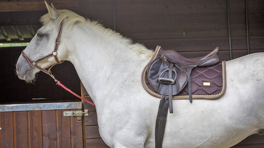 Equestrian Stockholm saddle pad review