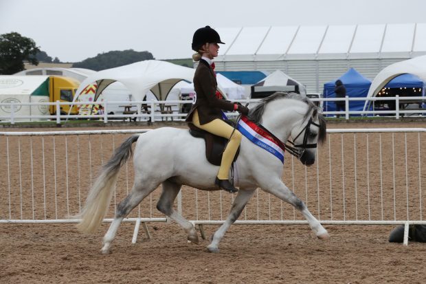 Thistledown El Toro (Lilly Brennan) on his way to winning the Olympia small breeds championship at the BSPS Summer Championships 2020 at Arena UK