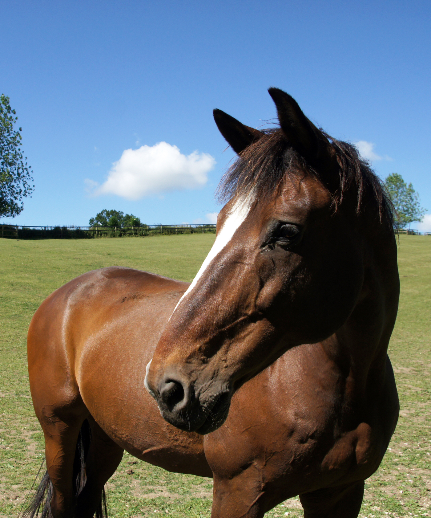King's Troop Royal Horse Artillery