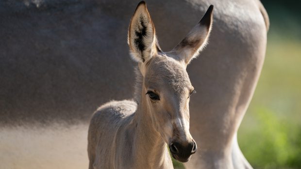 Rare African Wild Ass foal