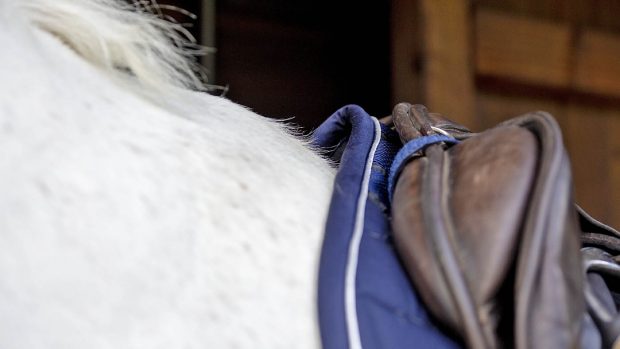 HV Polo Hivano GP saddle pad review