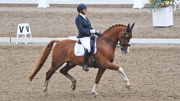 Katharine Lewis and Albertho B land the advanced medium silver freestyle at the Winter Dressage Championships 2020